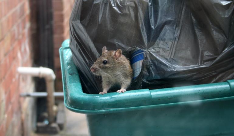 rat op een vuilnisbak